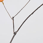 ALD-01, 21"/35" H Fall Ficus Branches